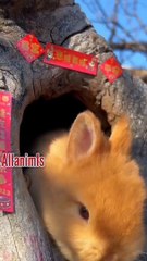 Rabit video,funny rabit,rabit sound video