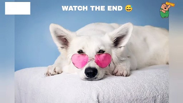 Dog funny shorts Overacting dog #funnydog #dog #puppy #cutedog #cutepuppy #beautifulldog #funnyanimals #memes #jokes #comedy #bts #shorts #reels #ytshorts #youtubeshorts #statues #inspiresemotions ❤️Inspires Emotions ❤️