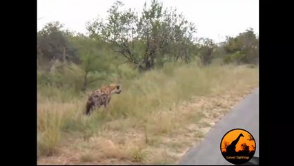 Standoff Between A Pack of Wild Dogs and Spotted Hyenas - Latest Wildlife Sightings