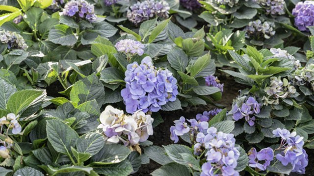 How to Grow Hydrangeas from Cuttings