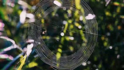 Chris Packham's Animal Einsteins episode 3