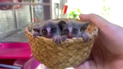 Newborn bush babies nestle together in tiny basket in Thailand