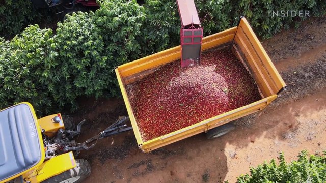 Why single-origin coffee can cost $30 per pound. More than 5 times the US average.