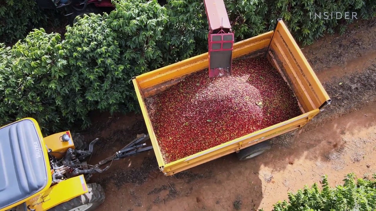 Why single-origin coffee can cost $30 per pound. More than 5 times the US average.
