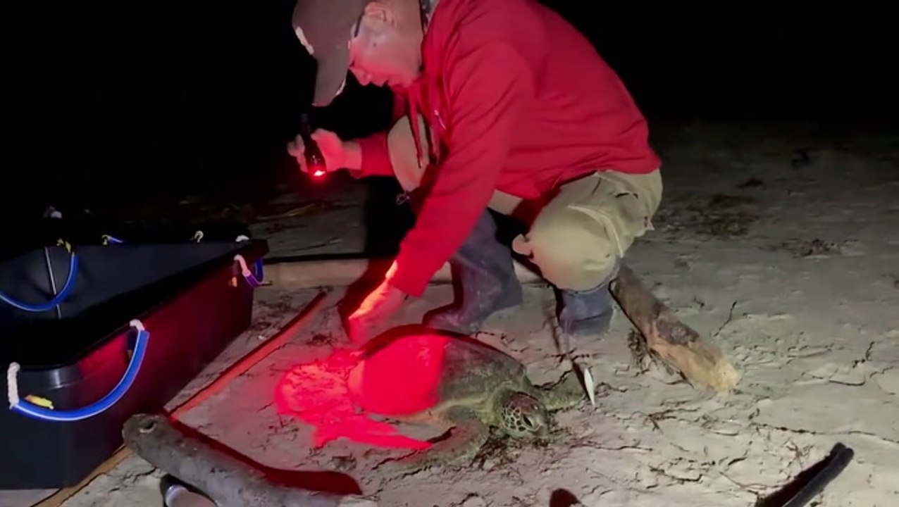 Endangered green sea turtle rescued by fisherman in Japan