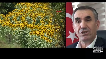 Ayçiçeğinde kuraklık endişesi