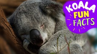 KOALA - The Cutest Cure for Stress and Anxiety! Plus, Fun facts about this adorable animal!