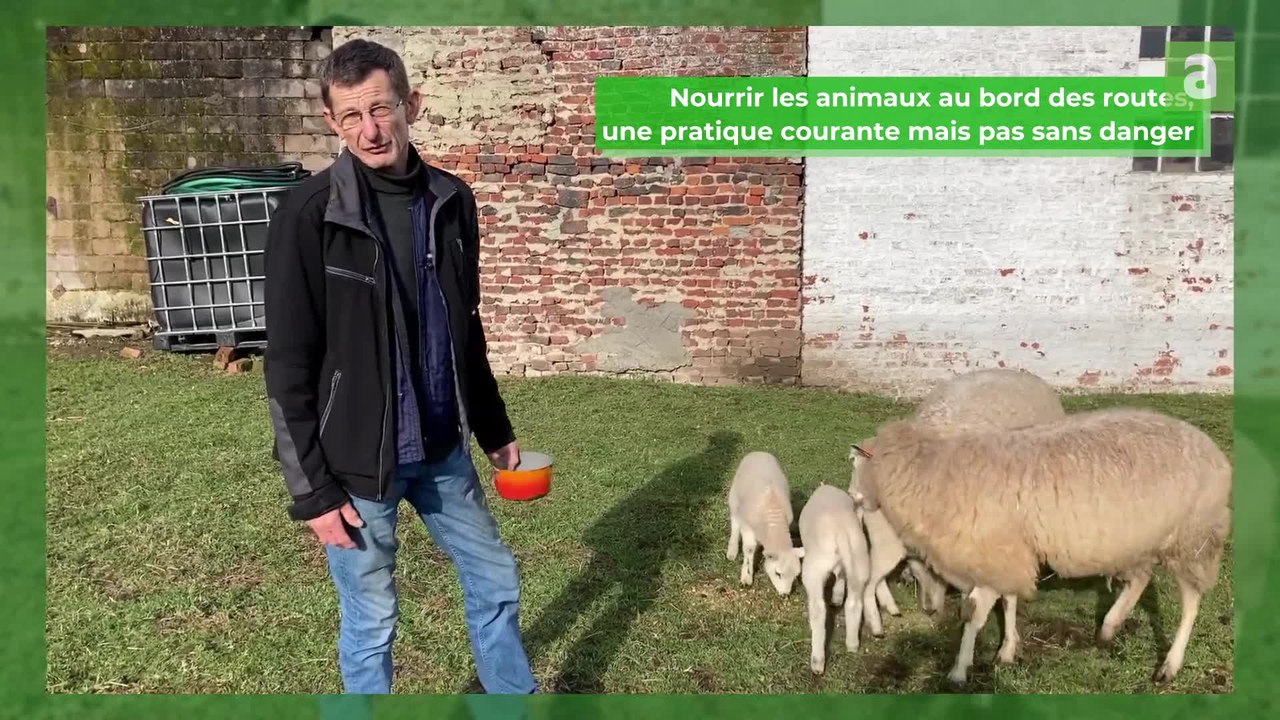Des moutons morts à cause d'aliments déposés par des passants