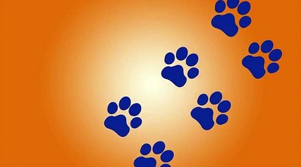 ¡Todo para tu mascota! Se acerca una nueva edición de Market Show RCN