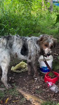 Cachorro amarrado e coberto de parasitas é resgatado em SC