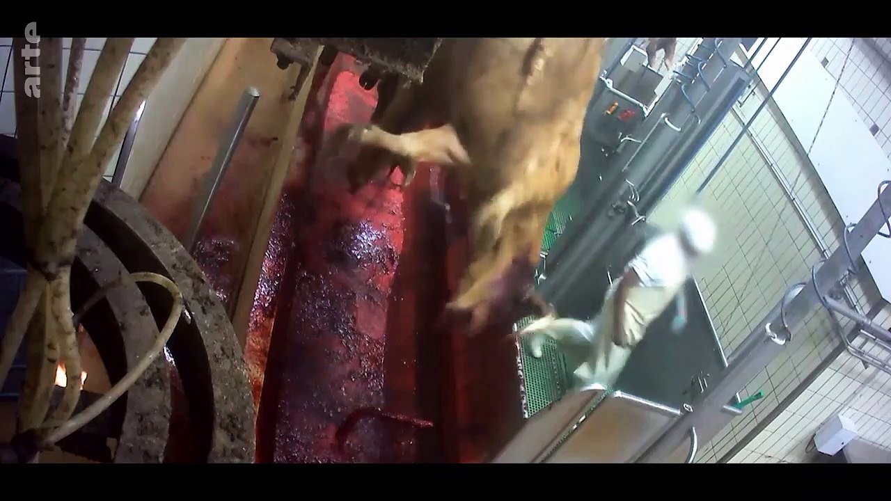 L'usine des animaux (-12)_Arte_images chocs 202...