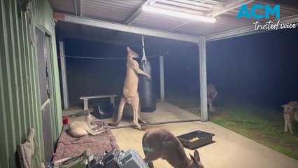 Boxing kangaroo: Male roo, Kanku, flexes his strength at Wild2Free Sanctuary