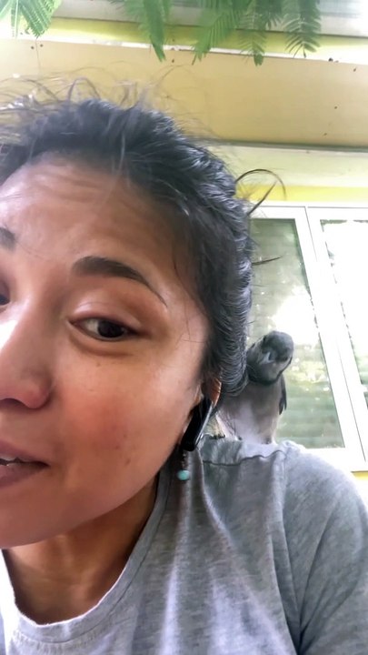 Blue Jay Steals Woman's Earbud