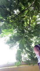 Blue Jay Steals Woman's Earbud