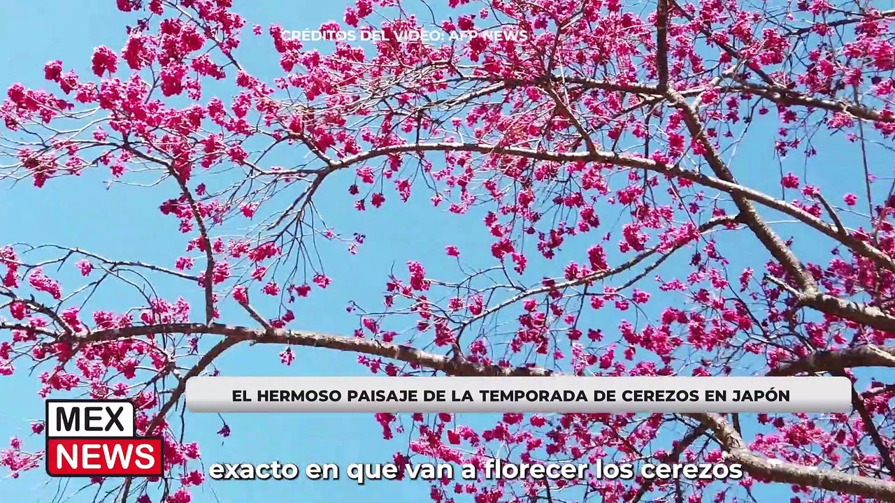 EL HERMOSO PAISAJE DE LA TEMPORADA DE CEREZOS EN JAPÓN