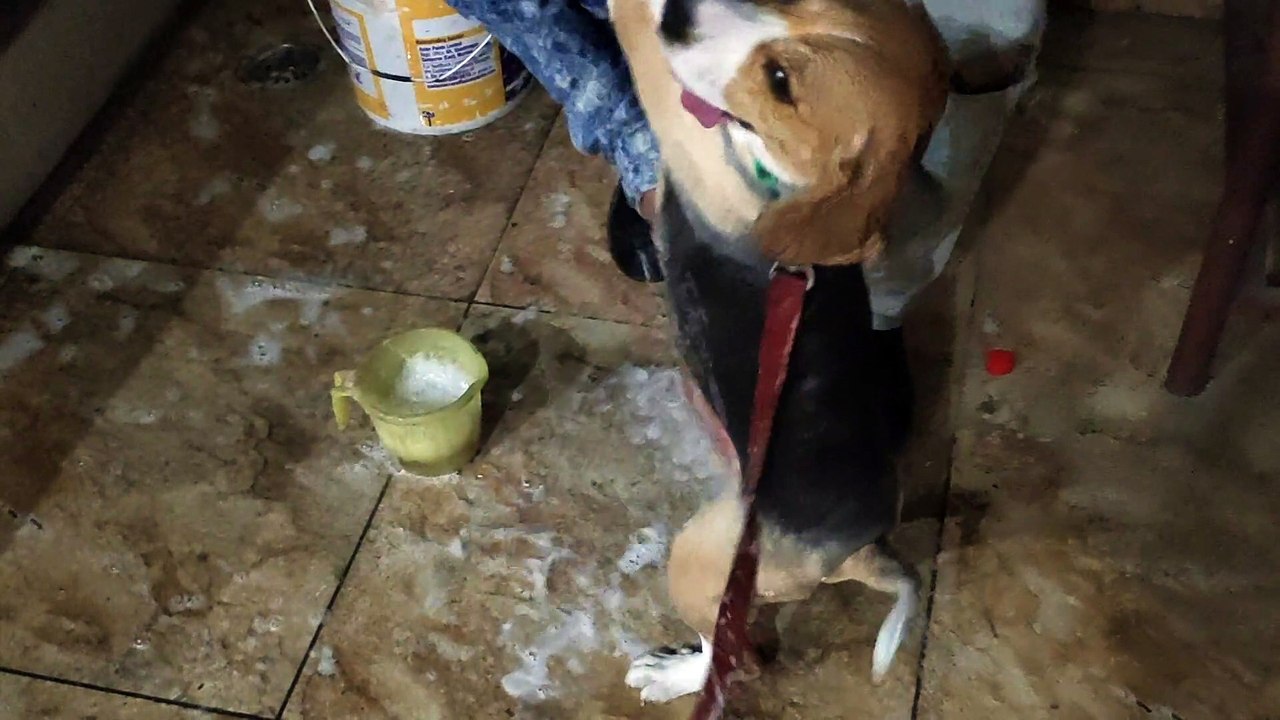 Evening bath After Trimming Beagle puppy First Time