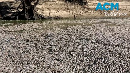 Thousands of fish dead in Menindee Weir pool