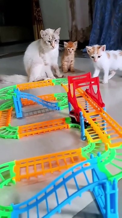 Funny cute cat