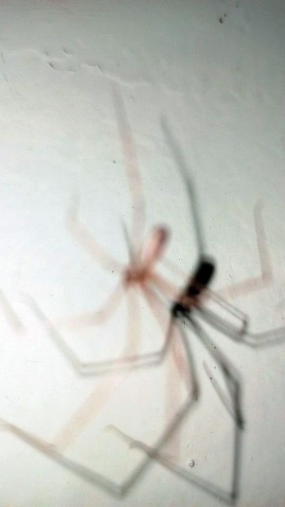 una araña patona en el baño de la casa en su telaraña bebiendo agua
