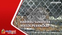 Serang 4 Warga, Harimau Sumatera Masuk Perangkap yang Dipasang Tim BKSDA di Aceh