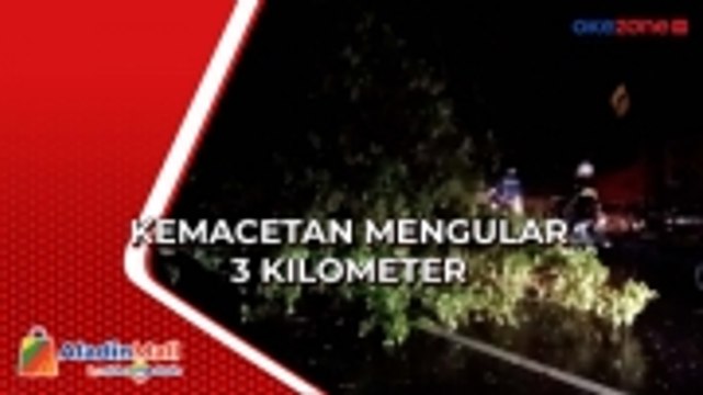 Pohon Besar Tumbang di Gianyar Picu Kemacetan Parah
