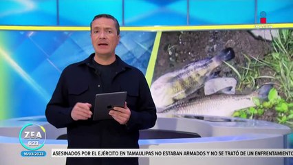 Denuncian la muerte inusual de peces en el río Jamapa, Veracruz