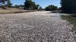 Millions of native fish found dead at the Darling River in Menindee NSW