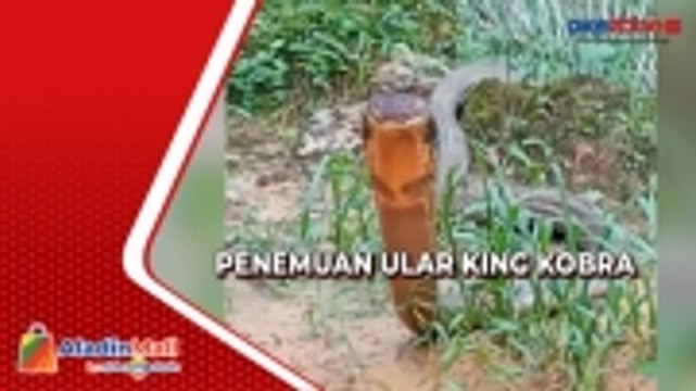 Ngeri, Pria Ini Ketemu Ular King kobra di Kebun, Dikira Kayu Tertancap