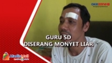 Guru SD Diserang Monyet Liar hingga Luka-Luka di Situbondo