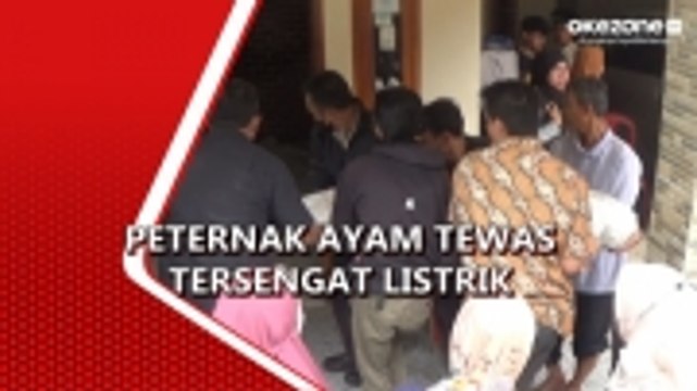 Peternak Ayam Bangkok Tewas Tersengat Listrik di Purwakarta
