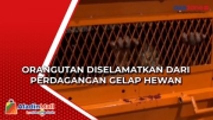 Orangutan 'Astuti' Diselamatkan dari Perdagangan Gelap Hewan Dilindungi