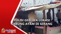 Diawali Tembakan Peringatan, Polisi Gerebek Lokasi Sabung Ayam di Serang