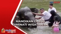 Wisatawan Nikmati Wisata Mandikan Gajah di Sungai Aceh Jaya