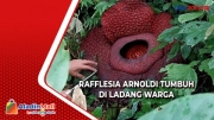 Heboh Bunga Rafflesia Arnoldi Tumbuh di Ladang Warga di Agam