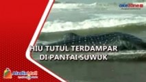 Terbawa Gelombang Laut, Hiu Tutul Mati Terdampar di Pantai Suwuk Kebumen