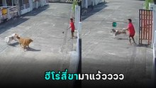 บอดี้การ์ดผู้ซื่อสัตย์ ปกป้องนายน้อยด้วยชีวิต นี่สิที่เขาบอก.. เลี้ยงไม่เสียข้าวสุก