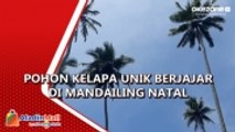 Penampakan Sejumlah Pohon Kelapa Unik Berjajar di Mandailing Natal