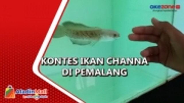 Ratusan Peserta Ikuti Kontes Ikan Channa di Pemalang
