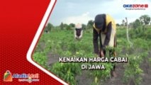 Petani Cabai di Mojokerto Panen Lebih Awal