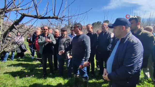 Bartın'da çiftçilere budama eğitimi, doğru verim alma yöntemleri anlatıldı