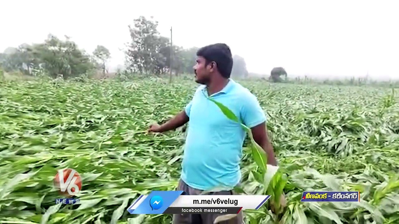 Unseasonal Rains Damage Corn Crop in Veenavanka, _ Karimnagar _ V6 News ...