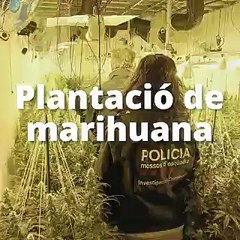 Desarticulada banda cultivos marihuana en Lleida