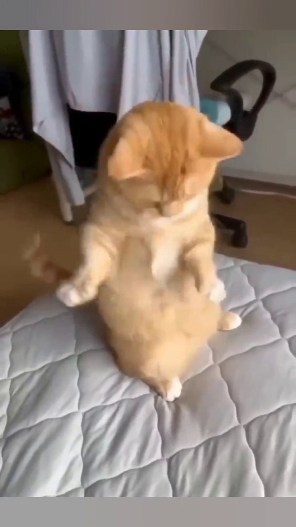 funny animals videos / funny pets videos2023  /funny animals2023