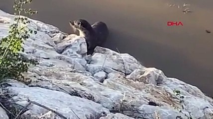 Nesli tükenme tehlikesi altındaydı: Tunceli&#039;de avlanırken görüntülendi