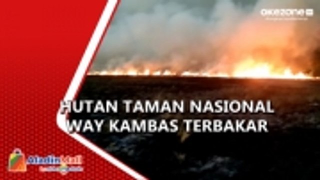 Kawasan Hutan Taman Nasional Way Kambas Terbakar, Diduga Ulah Pemburu Liar