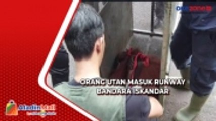 Orang Utan Masuk Runway Bandara Iskandar Pangkalan Bun, Begini Penampakannya