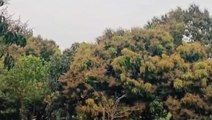पूर्वी चम्पारण: आम के पेड़ों पर मंजर लगने से किसानों के खिल उठे थे चेहरे, देखे रिपोर्ट