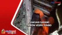 Bersarang di Atap, Damkar Evakuasi Sarang Tawon Vespa Jumbo di Tangerang