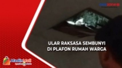 Télécharger la video: Ngeri, Ular Piton Raksasa Sembunyi di Plafon Rumah Warga Tangerang