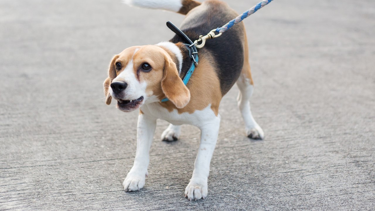 Hund bellt andere Hunde an